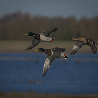 Buy canvas prints of Mallard Ducks in Flight by Philip Pound