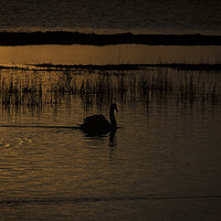Buy canvas prints of Swan at sunset by Philip Pound