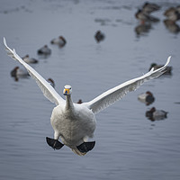 Buy canvas prints of Whooper Swan Landing by Philip Pound