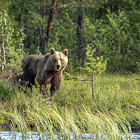 Buy canvas prints of Brown Bear in the Forest by Philip Pound