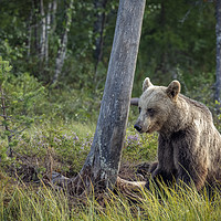 Buy canvas prints of Wild Brown Bear by Tree in the Taiga Forest by Philip Pound