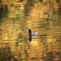 Buy canvas prints of Coot Swimming on Lake by Philip Pound