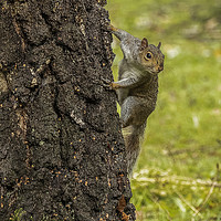 Buy canvas prints of Grey Squirrel on Tree Trunk by Philip Pound