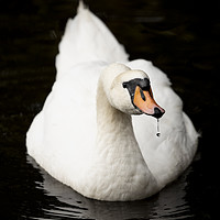 Buy canvas prints of Swan in water by Philip Pound
