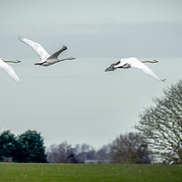 Buy canvas prints of Whooper Swans in Flight by Philip Pound