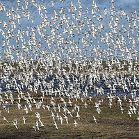 Buy canvas prints of Murmuration of black-tailed godwits by Philip Pound