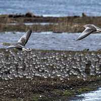 Buy canvas prints of Pair of Grey Lag Geese in Flight by Philip Pound