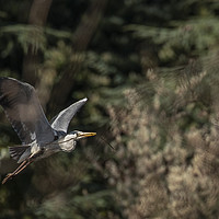Buy canvas prints of Grey Heron in Flight by Philip Pound