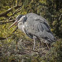 Buy canvas prints of Grey Heron Perched on a nest by Philip Pound