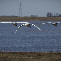 Buy canvas prints of Three Whooper Swans in Flight by Philip Pound
