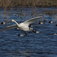 Buy canvas prints of Whooper Swan Landing  by Philip Pound