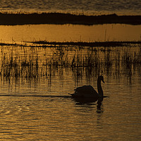 Buy canvas prints of Swan on water at sunset by Philip Pound