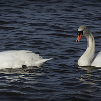 Buy canvas prints of Mute Swans on wetlands by Philip Pound