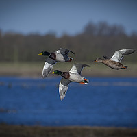 Buy canvas prints of Mallard Ducks Flying  by Philip Pound