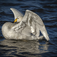 Buy canvas prints of Whooper Swan by Philip Pound