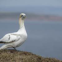 Buy canvas prints of Gannet on cliffs by Philip Pound