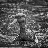 Buy canvas prints of Black and White Duck on Water by Philip Pound
