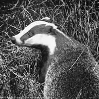 Buy canvas prints of Badger Black and White Portrait by Philip Pound