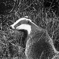 Buy canvas prints of Badger Black and White Landscape by Philip Pound