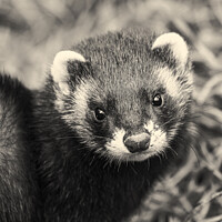 Buy canvas prints of Black and white close up of polecat by Philip Pound