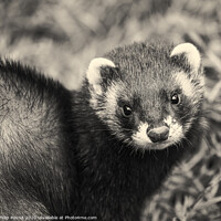 Buy canvas prints of Black and white polecat by Philip Pound