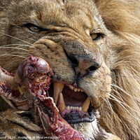 Buy canvas prints of Lion Eating Raw Meat by Philip Pound