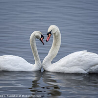 Buy canvas prints of Valentine Swans by Philip Pound