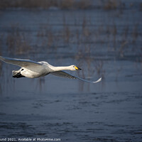 Buy canvas prints of Whooper Swan in Flight by Philip Pound