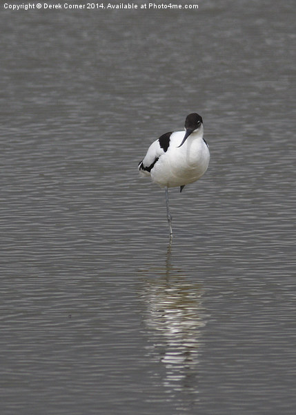 Avocet and reflection Picture Board by Derek Corner