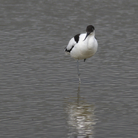 Buy canvas prints of Avocet and reflection by Derek Corner