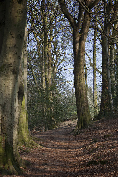 Walk in the trees Picture Board by Derek Corner