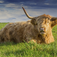 Buy canvas prints of  Highland cow by Derek Corner