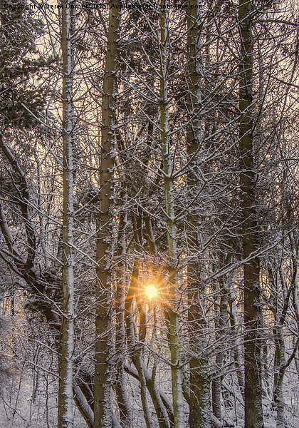 forest sunburst  Picture Board by Derek Corner