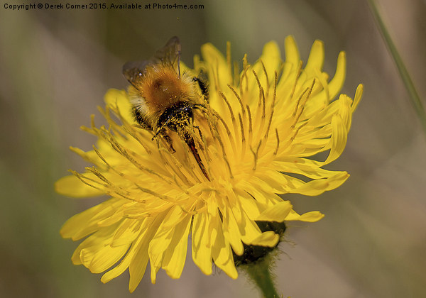  Carder bee on yellow flower Picture Board by Derek Corner
