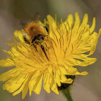 Buy canvas prints of  Carder bee on yellow flower by Derek Corner