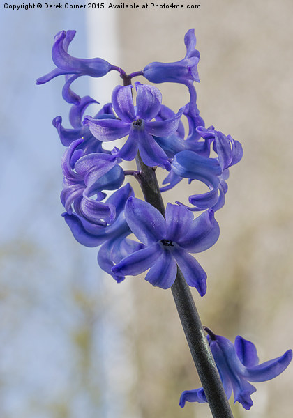  blue miniature hyacinth flowers Picture Board by Derek Corner