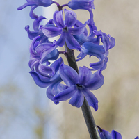 Buy canvas prints of  blue miniature hyacinth flowers by Derek Corner