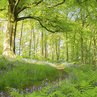 Buy canvas prints of  Evening walk in the bluebell wood by Derek Corner