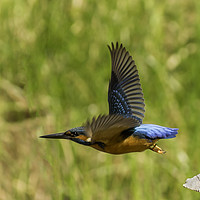 Buy canvas prints of Kingfisher in flight by Derek Corner