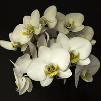 Buy canvas prints of White Orchid Flowers by Derek Corner