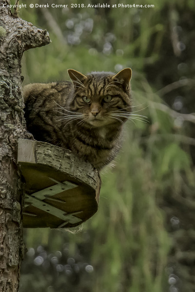 Scottish Wildcat Picture Board by Derek Corner