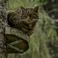 Buy canvas prints of Scottish Wildcat by Derek Corner