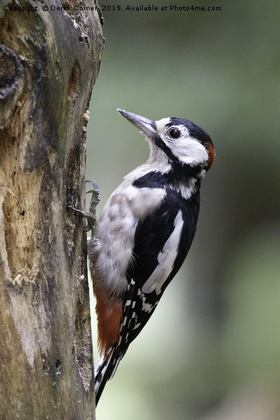 Greater Spotted Woodpecker Picture Board by Derek Corner