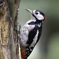 Buy canvas prints of Greater Spotted Woodpecker by Derek Corner