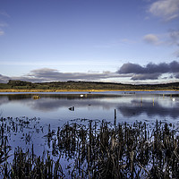 Buy canvas prints of Winter view across the lake towards the reed beds by Derek Corner