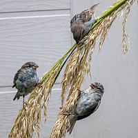Buy canvas prints of Three sparrows feeding on pampas grass by Derek Corner