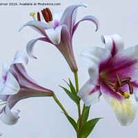 Buy canvas prints of Flower study by Derek Corner