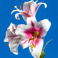 Buy canvas prints of flower study by Derek Corner