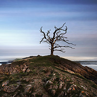 Buy canvas prints of Solitary Tree by mark leader