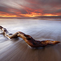 Buy canvas prints of Driftwood II by mark leader
